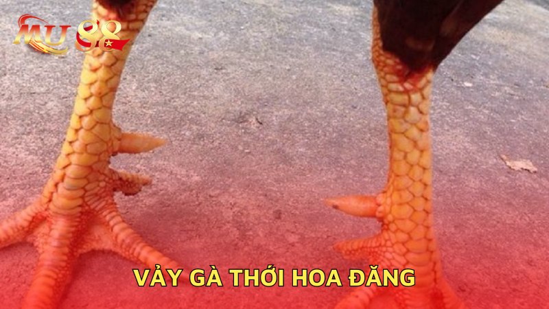 Vảy gà thới hoa đăng