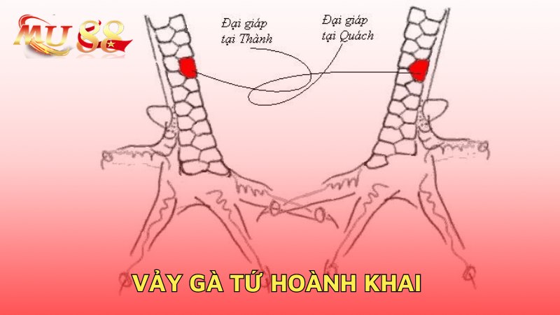 Vảy gà tứ hoành khai
